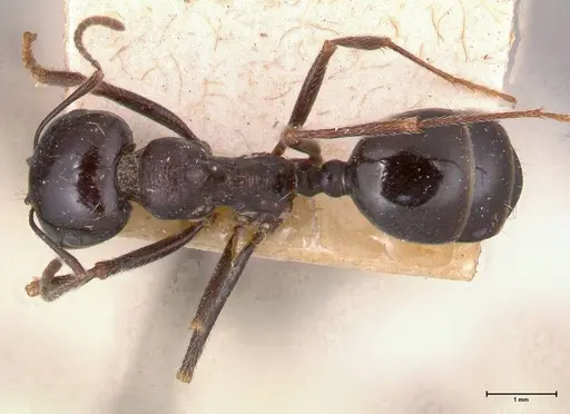 Messor ebeninus specimen FOCOL0690 image focol0690_1