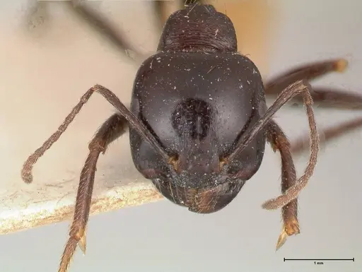 Messor ebeninus specimen FOCOL0690 image focol0690_2