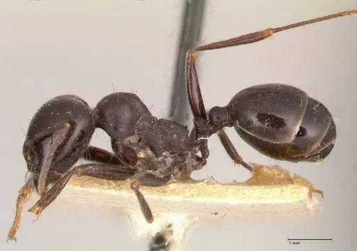 Messor ebeninus specimen FOCOL0690 image focol0690_3