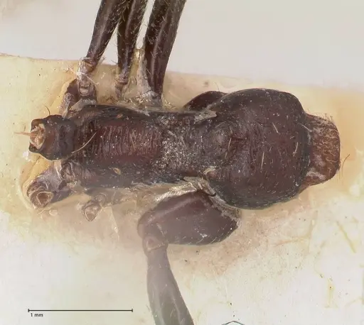 Messor ebeninus specimen FOCOL0764-1 image focol0764-1_1
