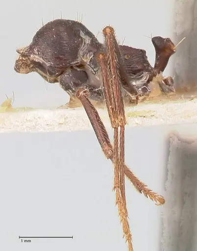 Messor ebeninus specimen FOCOL0764-1 image focol0764-1_2
