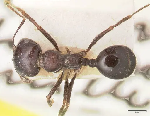 Messor ebeninus specimen FOCOL0764-2 image focol0764-2_1