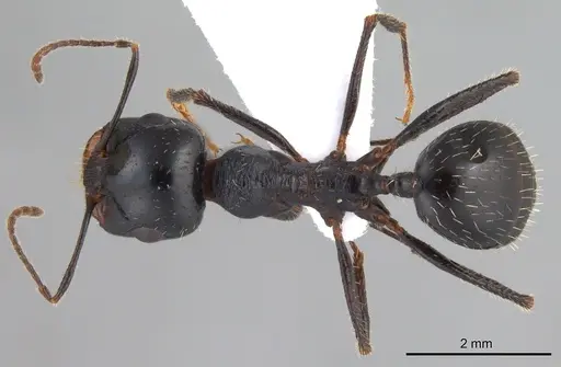 Messor excursionis specimen ANTWEB1008072 image antweb1008072_1