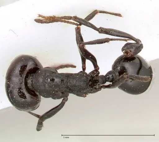 Messor ferreri specimen FOCOL0630 image focol0630_1
