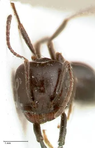 Messor ferreri specimen FOCOL0631 image focol0631_2