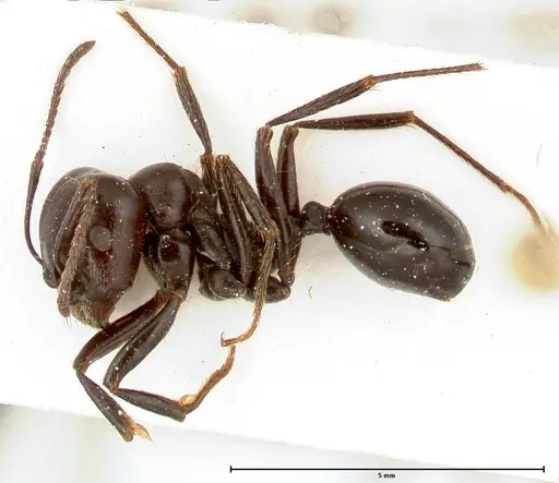 Messor ferreri specimen FOCOL0631 image focol0631_3