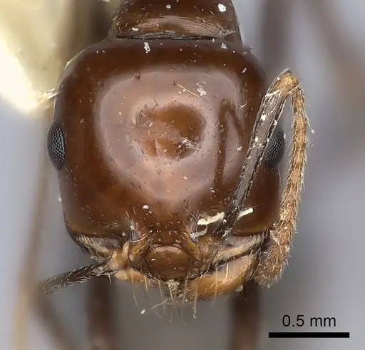Messor galla specimen CASENT0217873 image casent0217873_2
