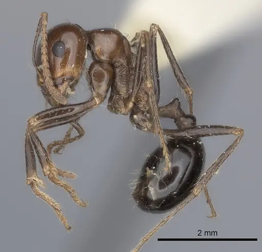 Messor galla specimen CASENT0217873 image casent0217873_3