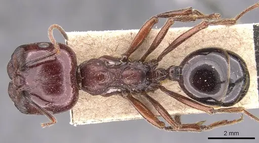 Messor galla specimen CASENT0905774 image casent0905774_1
