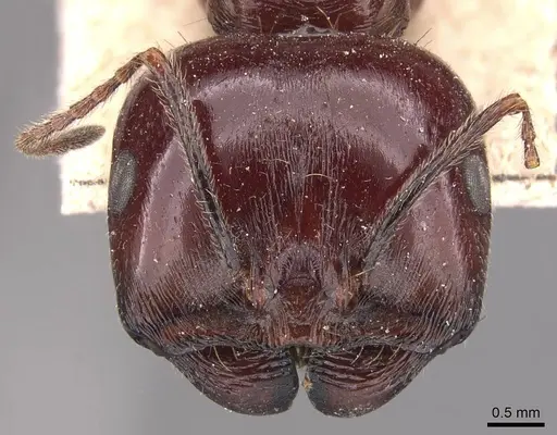 Messor galla specimen CASENT0905774 image casent0905774_2