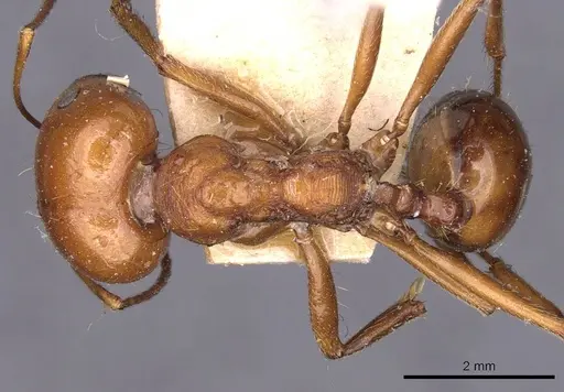 Messor galla specimen CASENT0907718 image casent0907718_1
