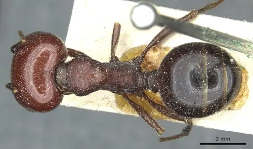 Messor galla specimen CASENT0913179 image casent0913179_1