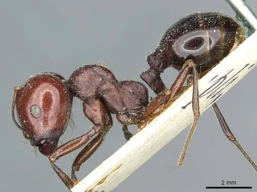 Messor galla specimen CASENT0913179 image casent0913179_3