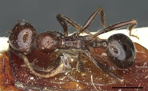 Messor galla specimen CASENT0913180 image casent0913180_1