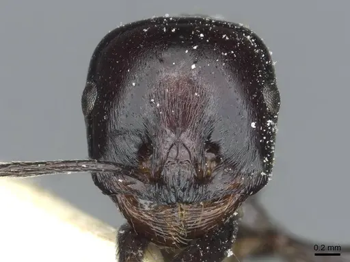 Messor galla specimen CASENT0913182 image casent0913182_2