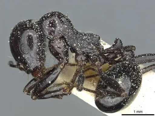 Messor galla specimen CASENT0913182 image casent0913182_3