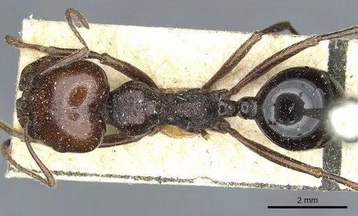 Messor galla specimen CASENT0913183 image casent0913183_1