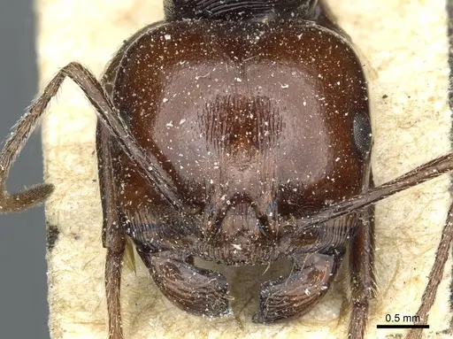 Messor galla specimen CASENT0913183 image casent0913183_2