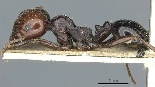 Messor galla specimen CASENT0913183 image casent0913183_3