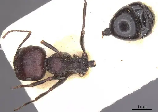 Messor galla specimen CASENT0913628 image casent0913628_1