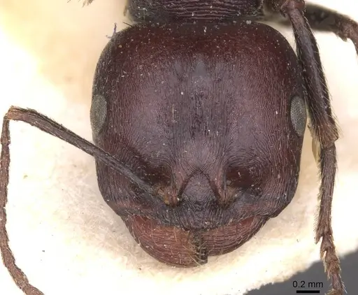Messor galla specimen CASENT0913628 image casent0913628_2