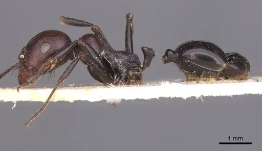 Messor galla specimen CASENT0913628 image casent0913628_3