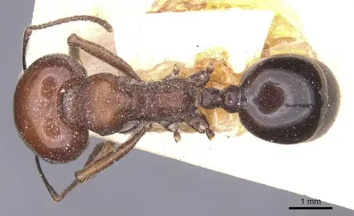 Messor grandinidus specimen CASENT0913168 image casent0913168_1