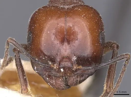 Messor grandinidus specimen CASENT0913168 image casent0913168_2