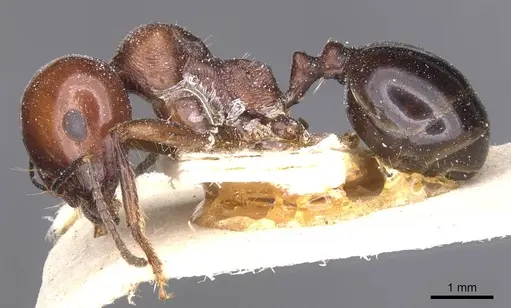Messor grandinidus specimen CASENT0913168 image casent0913168_3