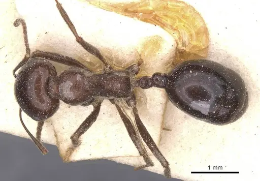 Messor grandinidus specimen CASENT0913169 image casent0913169_1