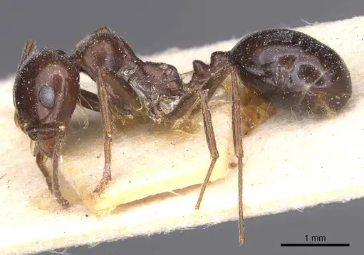 Messor grandinidus specimen CASENT0913169 image casent0913169_3
