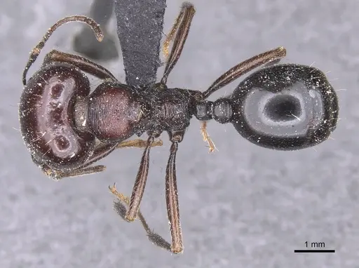 Messor grandinidus specimen CASENT0913221 image casent0913221_1