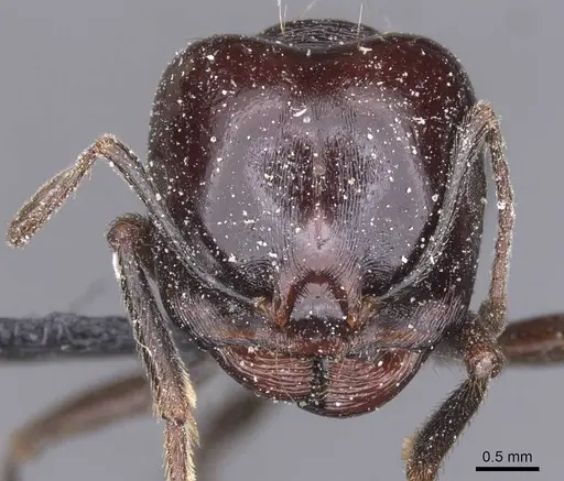 Messor grandinidus specimen CASENT0913221 image casent0913221_2
