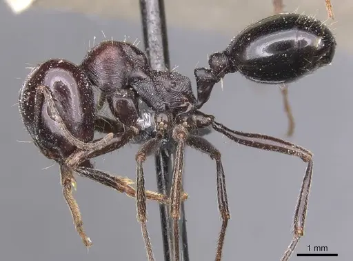 Messor grandinidus specimen CASENT0913221 image casent0913221_3