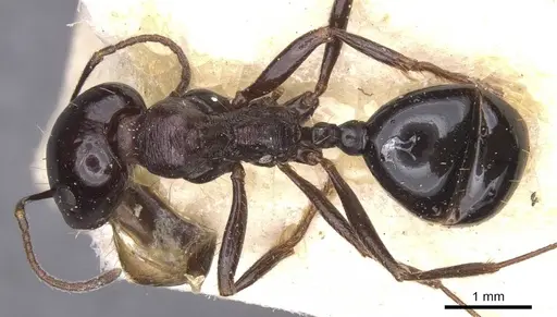 Messor grandinidus specimen CASENT0913222 image casent0913222_1