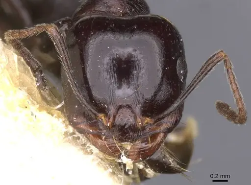 Messor grandinidus specimen CASENT0913222 image casent0913222_2