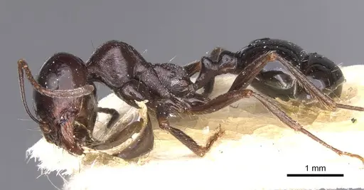 Messor grandinidus specimen CASENT0913222 image casent0913222_3