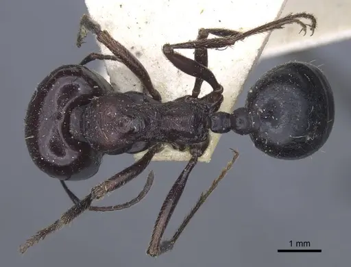 Messor grandinidus specimen CASENT0916933 image casent0916933_1