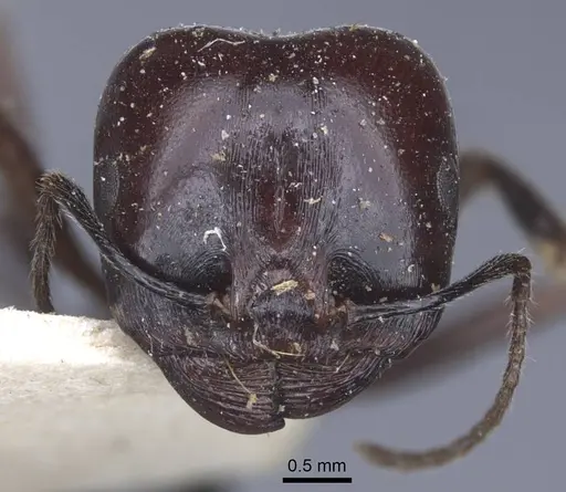 Messor grandinidus specimen CASENT0916933 image casent0916933_2