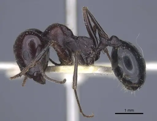 Messor grandinidus specimen CASENT0916933 image casent0916933_3