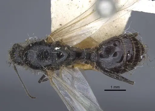 Messor grandinidus specimen CASENT0916934 image casent0916934_1