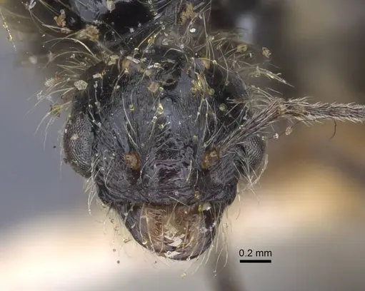 Messor grandinidus specimen CASENT0916934 image casent0916934_2