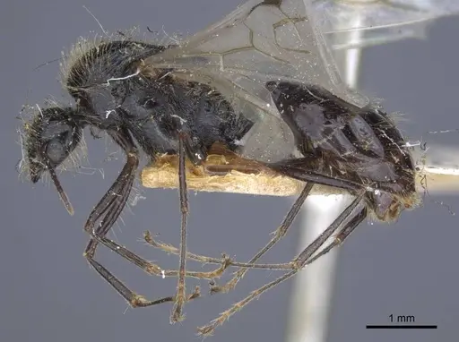 Messor grandinidus specimen CASENT0916934 image casent0916934_3