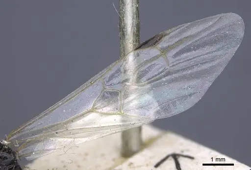 Messor grandinidus specimen CASENT0916934 image casent0916934_4