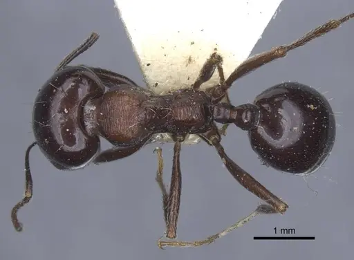 Messor grandinidus specimen CASENT0916935 image casent0916935_1