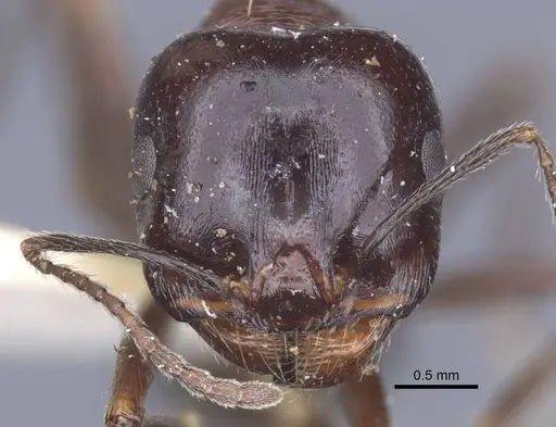 Messor grandinidus specimen CASENT0916935 image casent0916935_2