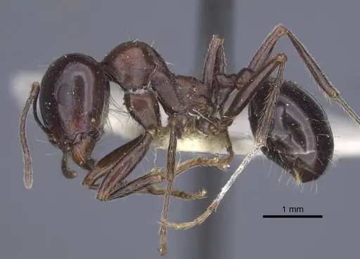 Messor grandinidus specimen CASENT0916935 image casent0916935_3