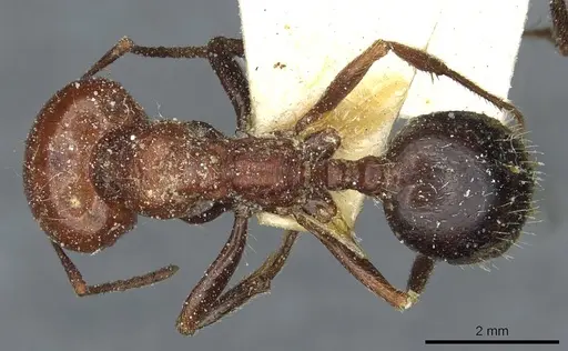 Messor hebraeus specimen CASENT0913184 image casent0913184_1