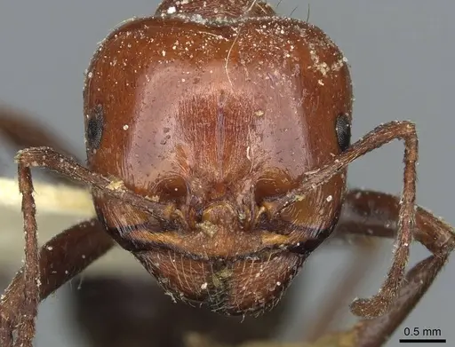 Messor hebraeus specimen CASENT0913184 image casent0913184_2