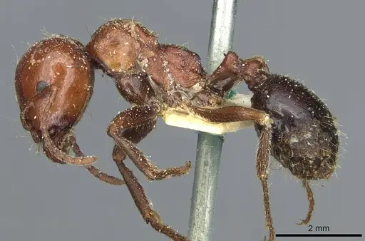 Messor hebraeus specimen CASENT0913184 image casent0913184_3